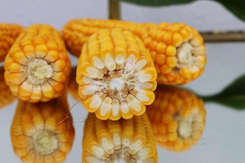 Bressel und Lade Keine Bressel Silagegreifschaufel 240 cm Keine Stoll Greifschaufel 240cm Arbeitsbreite 2400mm Breite Tiefe 1025mm Eigengewicht 530kg Gewicht 530kg Bauhöhe 900mm Inhalt 1400 Liter Fassungsvermögen 1,4m³ Ralton 3000Rot Greifzange Greifschaufel 2,4m Arbeitsb