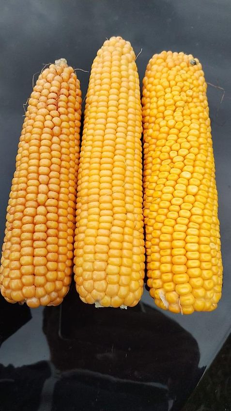 Bressel und Lade Keine Bressel Silagegreifschaufel 240 cm Keine Stoll Greifschaufel 240cm Arbeitsbreite 2400mm Breite Tiefe 1025mm Eigengewicht 530kg Gewicht 530kg Bauhöhe 900mm Inhalt 1400 Liter Fassungsvermögen 1,4m³ Ralton 3000Rot Greifzange Greifschaufel 2,4m Arbeitsb