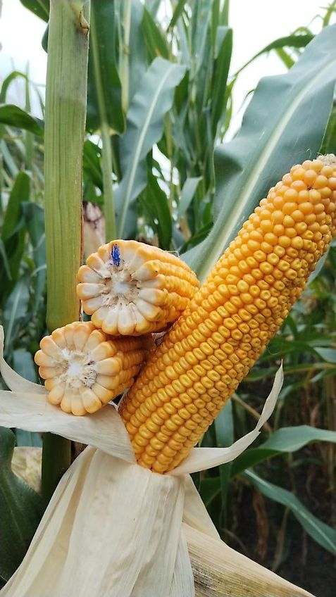 Bressel und Lade Keine Bressel Silagegreifschaufel 240 cm Keine Stoll Greifschaufel 240cm Arbeitsbreite 2400mm Breite Tiefe 1025mm Eigengewicht 530kg Gewicht 530kg Bauhöhe 900mm Inhalt 1400 Liter Fassungsvermögen 1,4m³ Ralton 3000Rot Greifzange Greifschaufel 2,4m Arbeitsb