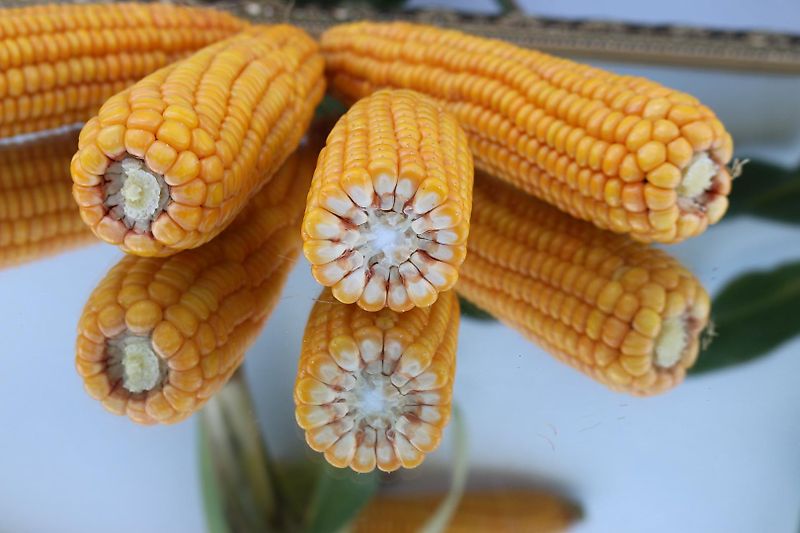 Krone Beetpflug Krone Wicht 6 Scharig mit Luftbereiftem Stützrad mit Einlegern 6 Schar Beetpflug 150cm Arbeitsbreite Schälpflug 6 Scharig