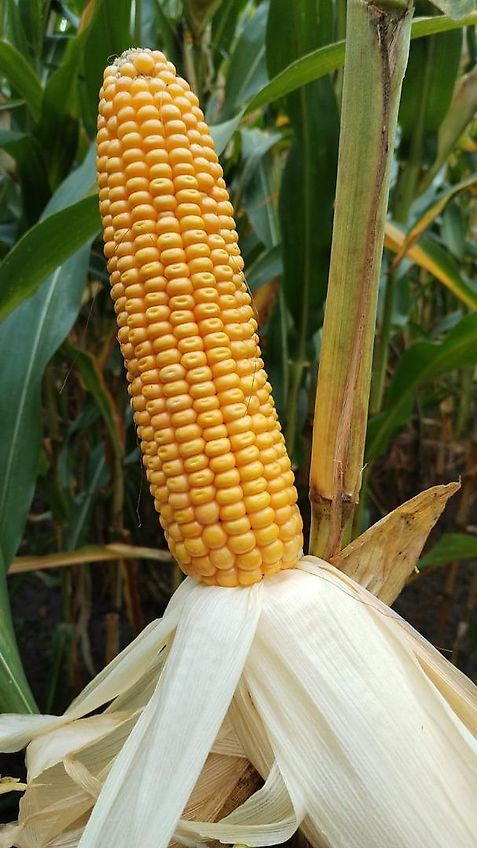 Krone Beetpflug Krone Wicht 6 Scharig mit Luftbereiftem Stützrad mit Einlegern 6 Schar Beetpflug 150cm Arbeitsbreite Schälpflug 6 Scharig