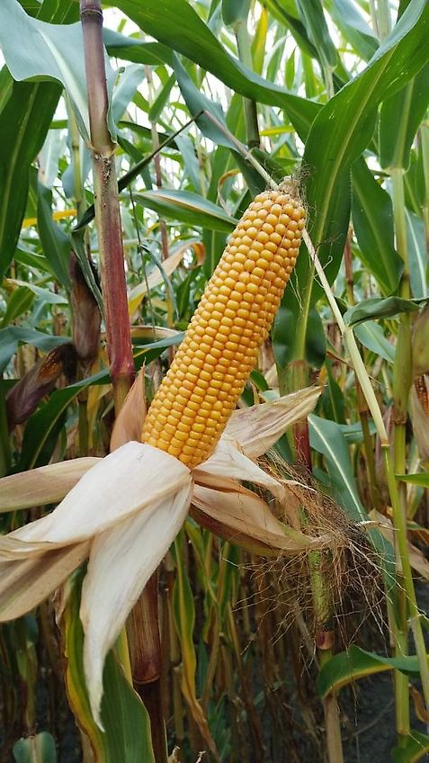 Krone Beetpflug Krone Wicht 6 Scharig mit Luftbereiftem Stützrad mit Einlegern 6 Schar Beetpflug 150cm Arbeitsbreite Schälpflug 6 Scharig