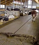 Prinzing Entmistungsanlage,Schieberanlage,Mistschieber,Entmistung