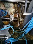 Klauenwaschanlage, Klauen Waschen Pflege Reinigung Melkroboter