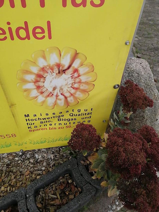 Bressel und Lade Kartoffelkorb 1800mm mit Rundbüge Die Körbe ermöglichen das Aufnehmen von Kartoffeln bzw. Rüben. Durch den angehobenen Korbboden können Steine und Verschmutzungen hindurch fallen.lRübengabel 180cm mit 25mm Siebweite Rübenforke Kartoffelgabel Karofellforke