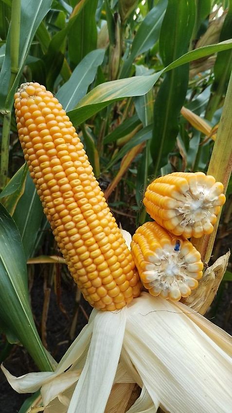 Trelleborg Stahlfelge Trelleborg?